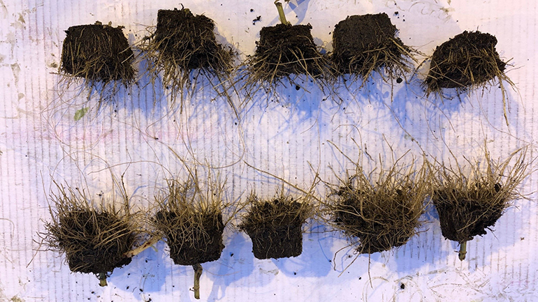 Nano-spoorelementen verhogen de productie van gewassen
