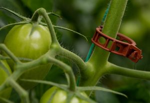 Tomato clips