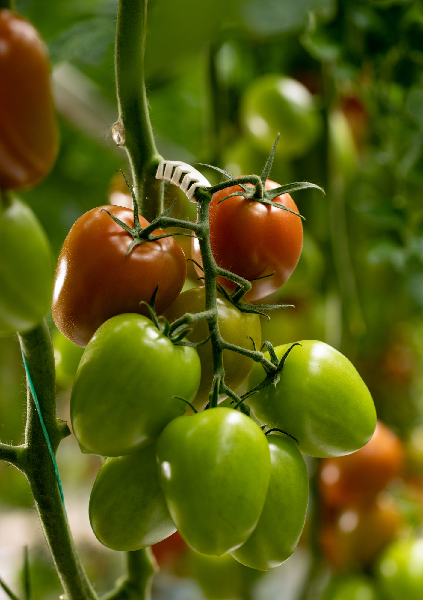 trosbeugel staand tomatenteelt