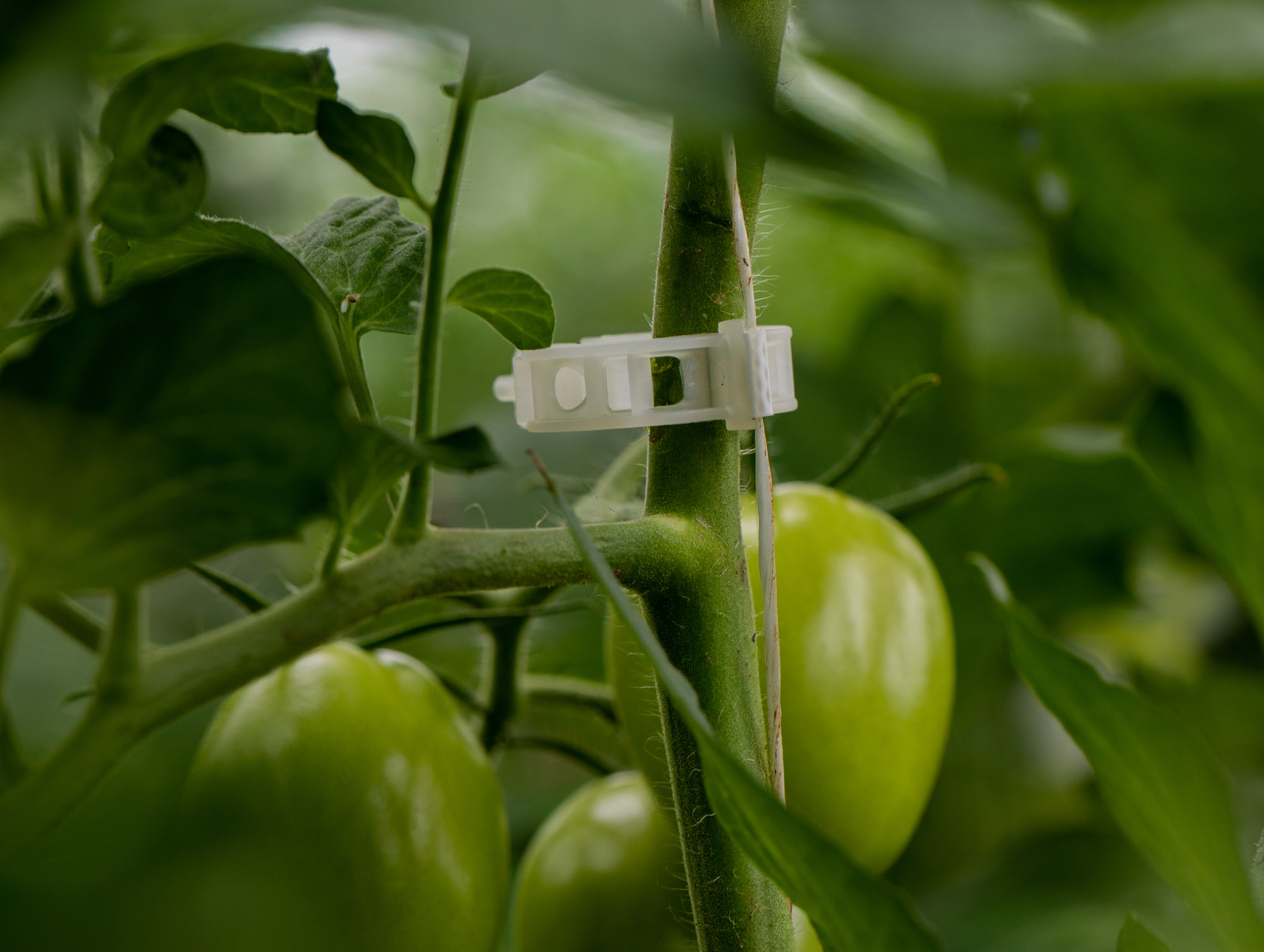 Tomato Clips For Tomato Cultivation Hsi Bv