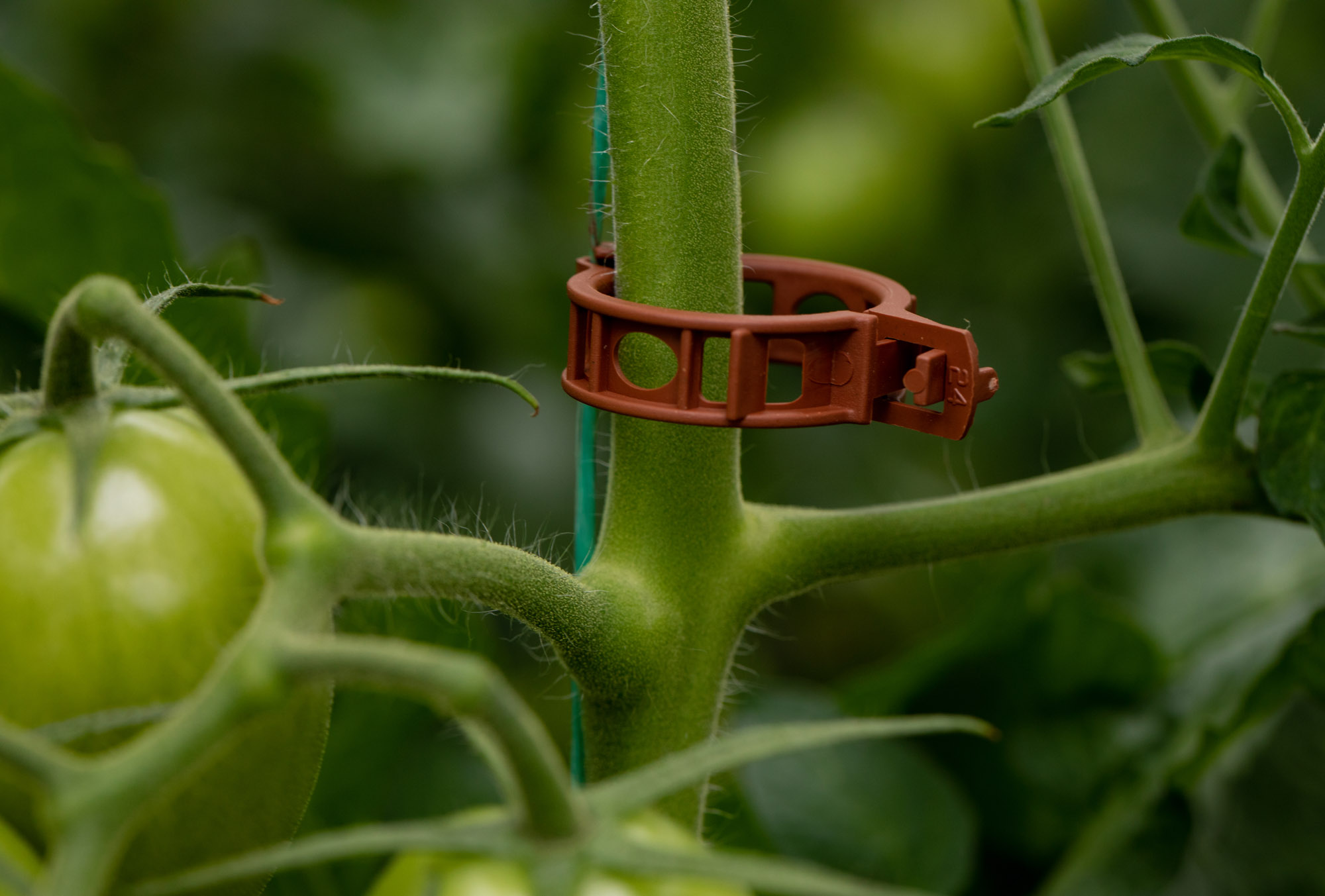 tomatenclip bevordert generatieve groei tomatenplant